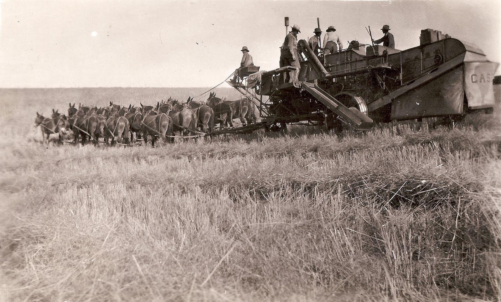 Комбайн, запряженный двадцатью мулами. Примерно 1912 год, США.