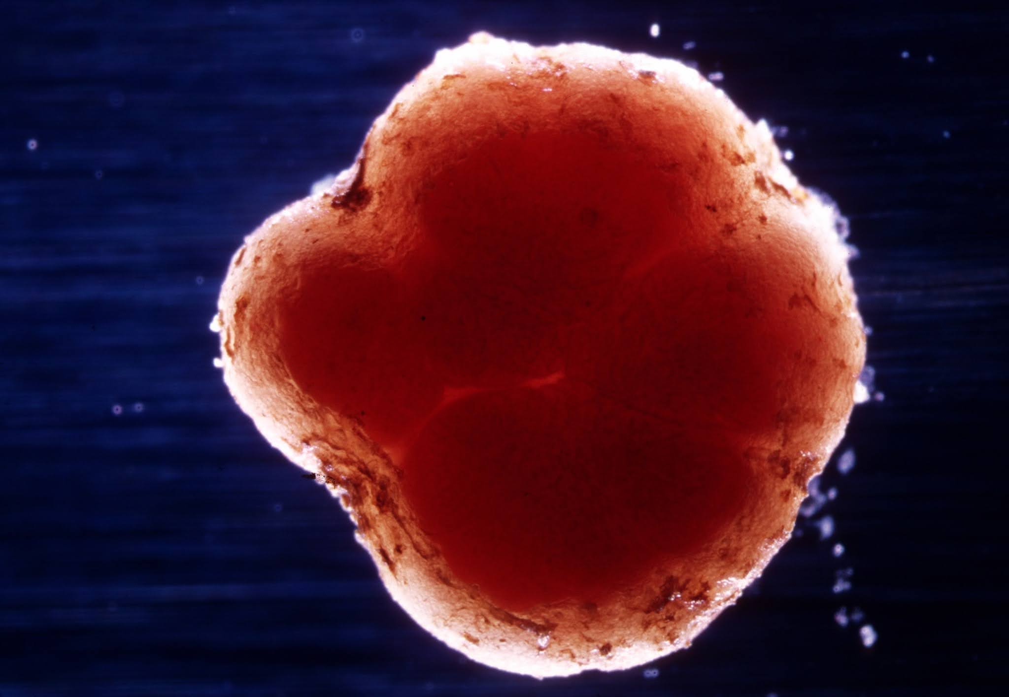 Клубеньковая бактерия Rhizobium