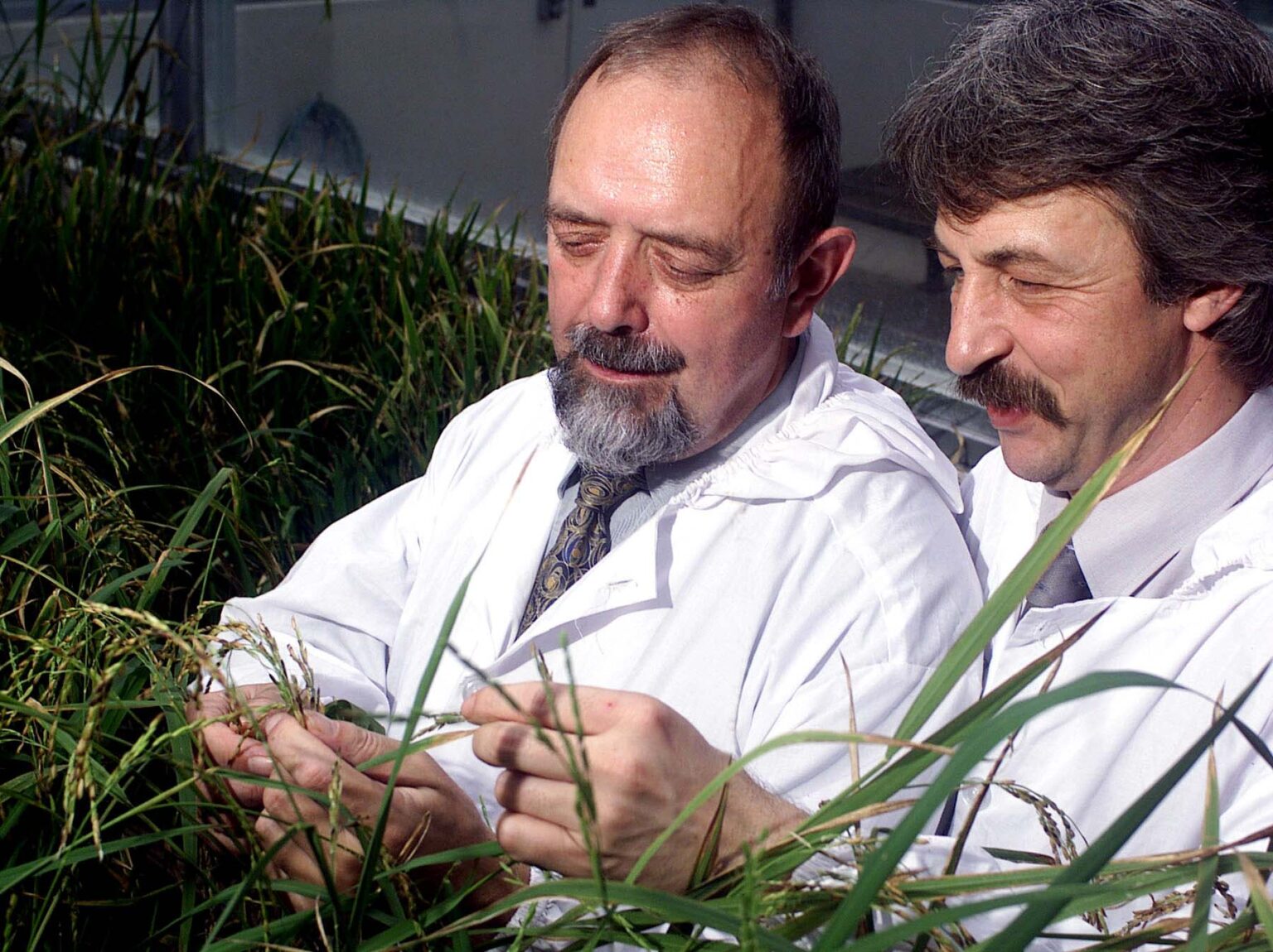 Инго Потрикус и Питер Байер осматривают колосья риса ©Ariel Javellana/International Rice Research Institute (IRRI)