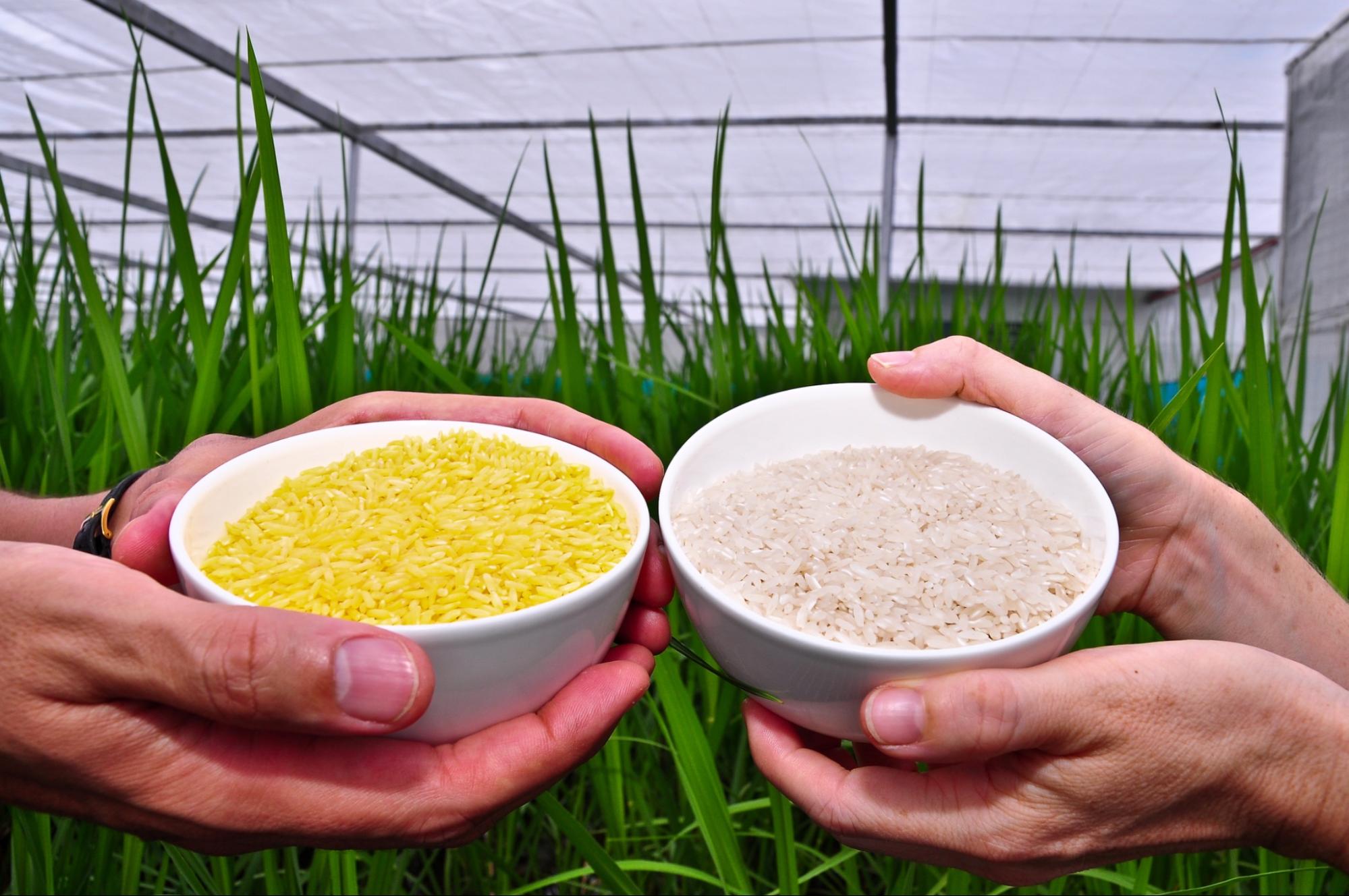 Сравнение зёрен золотого и обычного риса // © International Rice Research Institute (IRRI)/flickr.com