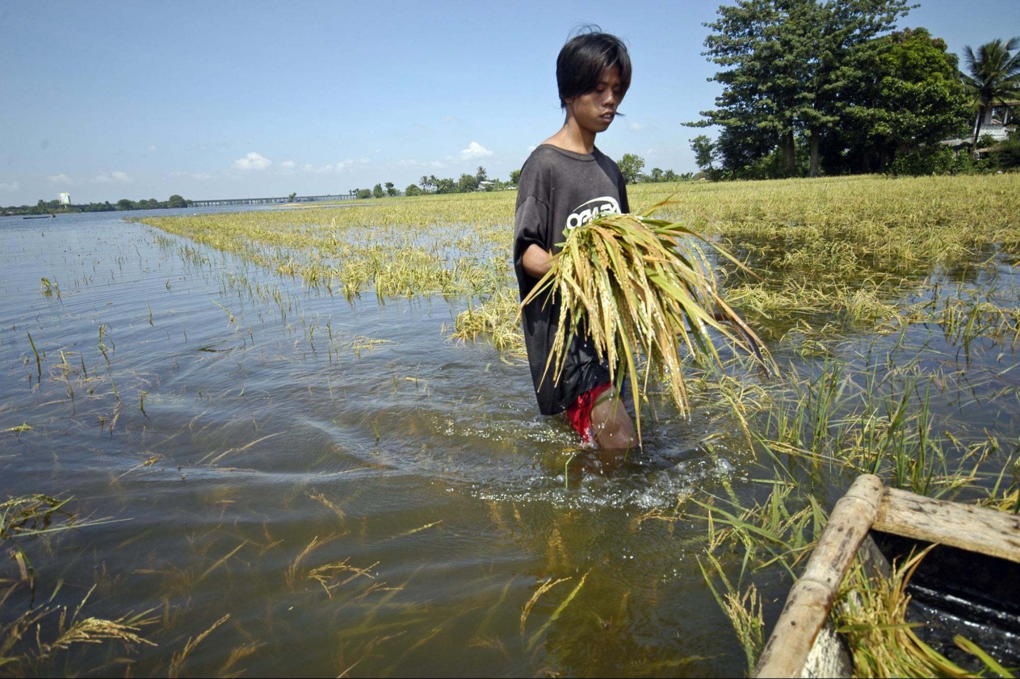 Юный фермер собирает рис с затопленного поля. © Nonie Reyes/World Bank (CC BY-NC-ND 2.0)