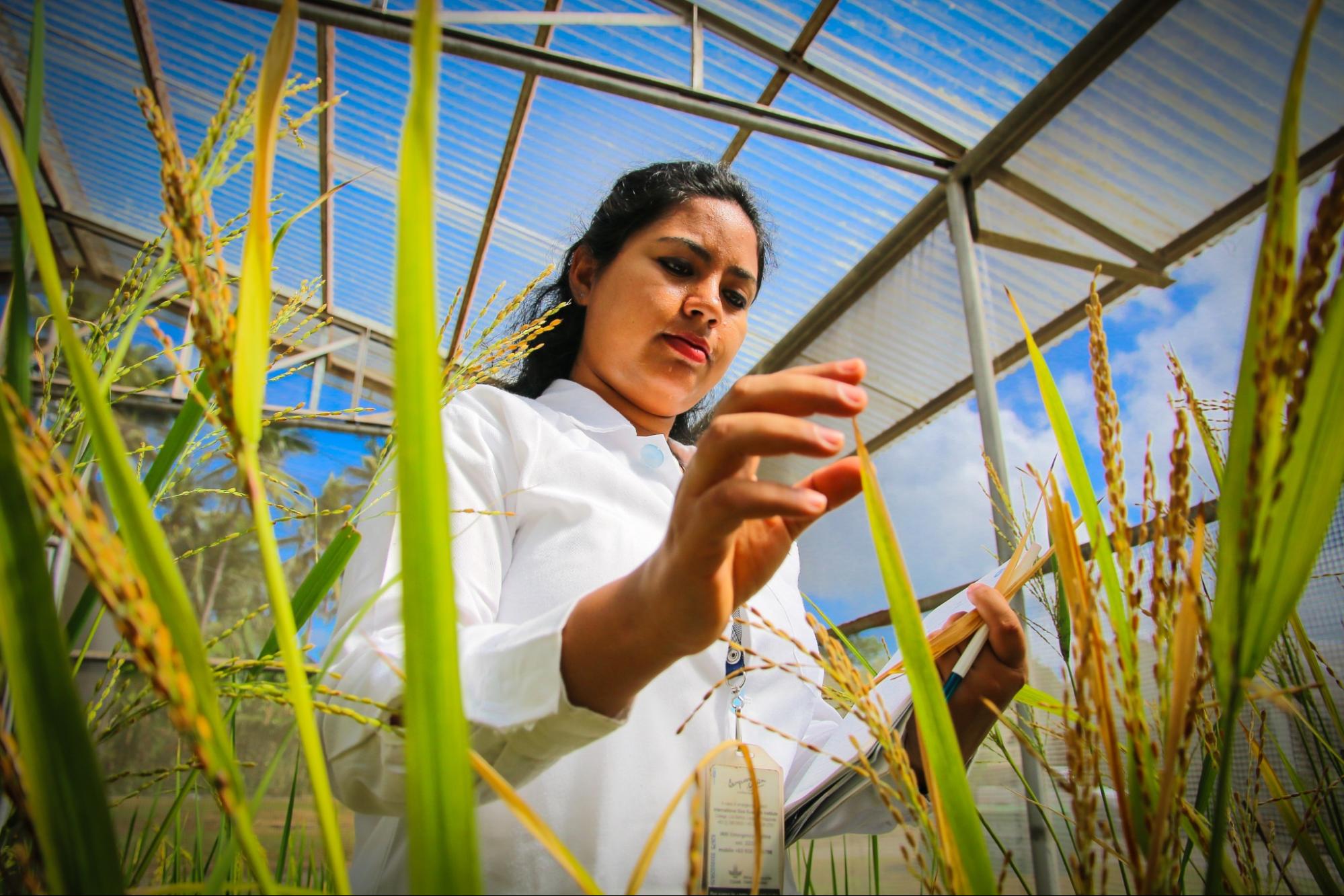 Сотрудница Международного института изучения риса (IRRI) проводит мониторинг нового сорта ©IRRI/flickr.com (CC BY-NC-SA 2.0)