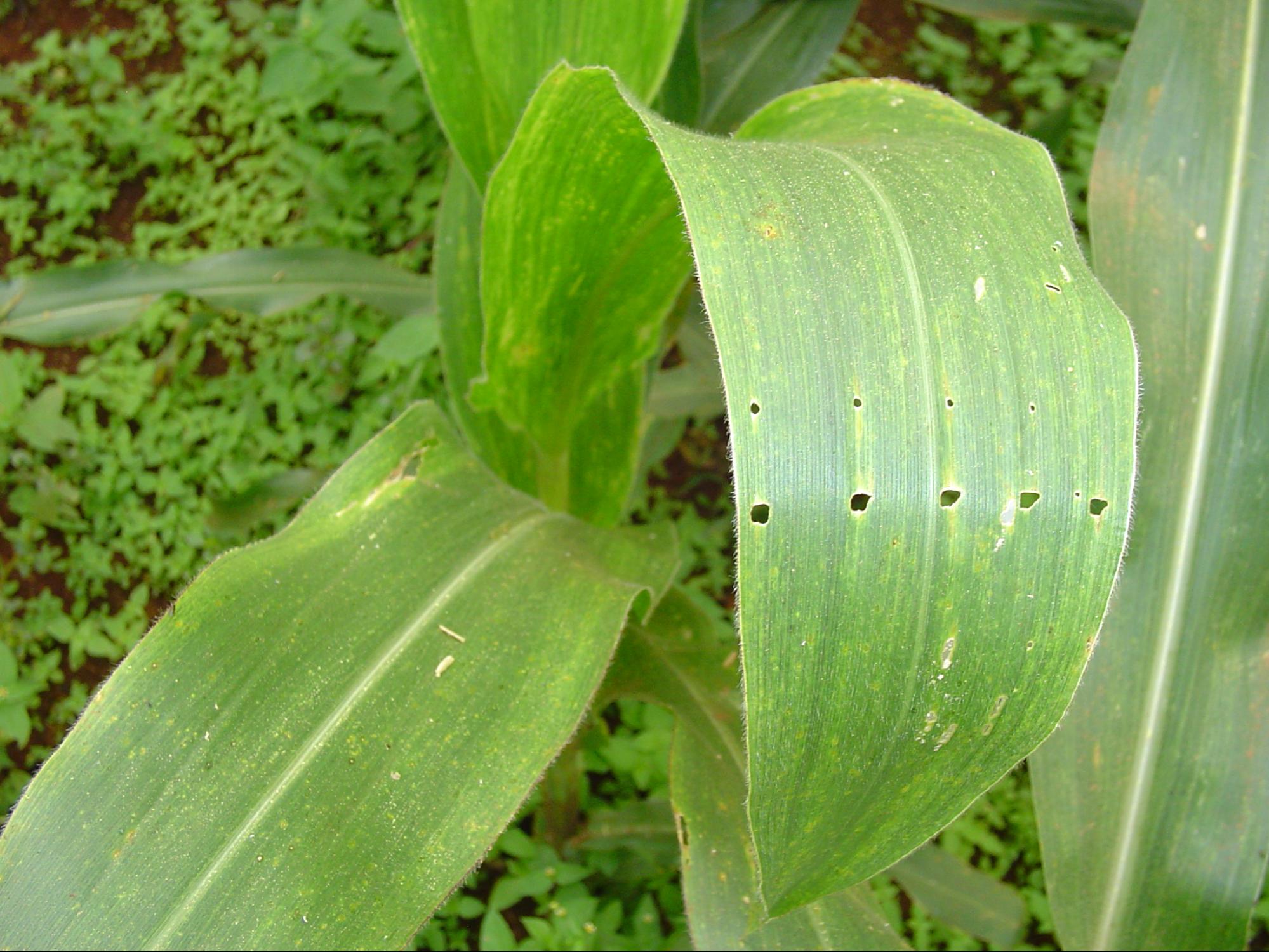 Первичные повреждения кукурузы, вызванные кукурузным мотыльком
© CIMMYT/flickr.com (CC BY-NC-SA 2.0)