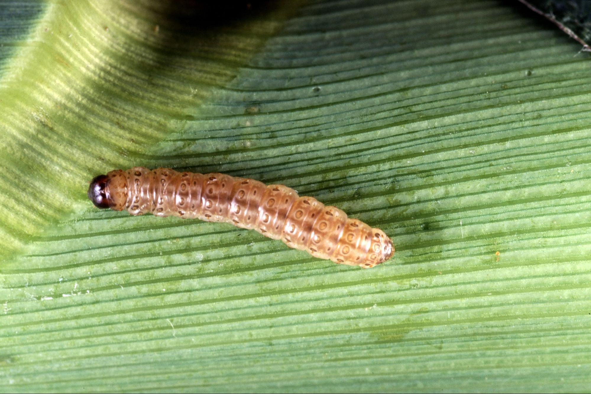 Личинка огнёвки на листе кукурузы © Keith Weller/USDA Agricultural Research Service