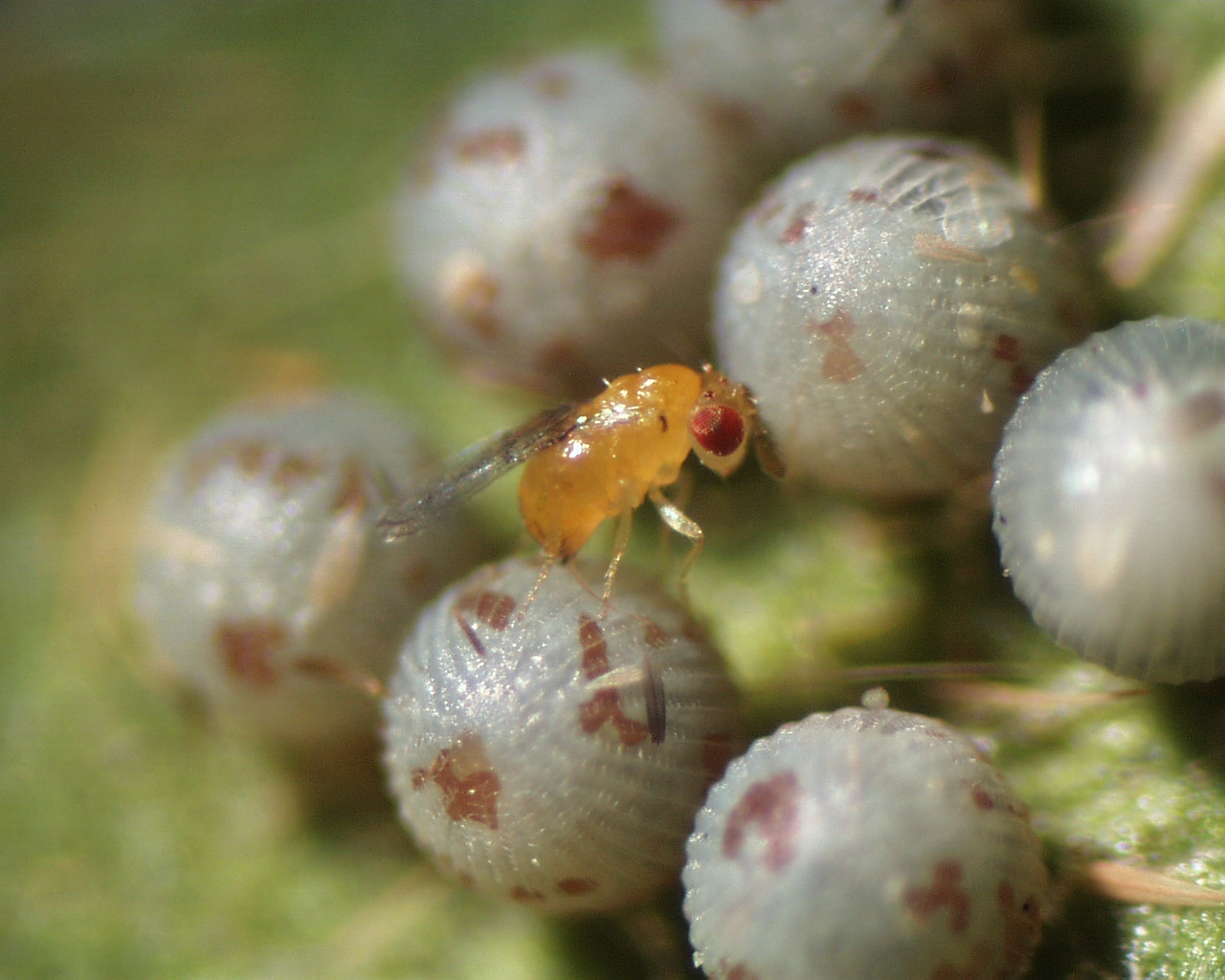 Самка паразитоида (размером всего около 0,5 мм) из семейства трихограмматид (Trichogrammatidae) откладывает своё яйцо внутрь яйца кукурузного паразита © Dr Victor Fursov (CC BY-SA 4.0)